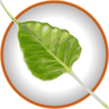 Bodhi Linux icon