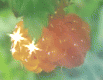 Berry Linux icon